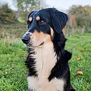 Harka participe au concours pour gagner de l'argent avec cette photo : dog, animal, outdoor, grass, black_and_tan, portrait, canine, fur, nature, pet, mammal, field, side_view, looking_away, ears, whiskers, daylight, close_up, alert, beautiful