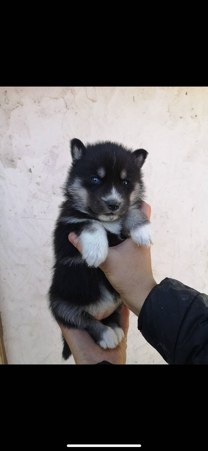 Swann a rejoint le concours — aidez-le/la à gagner de superbes lots ! canidae, carnivore, companion_dog, dog_breed, electric_blue, fur, hand, snout, tail, terrestrial_animal