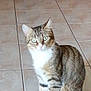 cat, tabby_cat, pet, indoor, floor, tile_floor, wooden_furniture, feline, animal, whiskers, ears, eyes, fur, sitting, alert, domestic_animal, cute, household, mammal, companion_animal