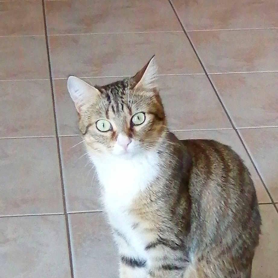 Flipette