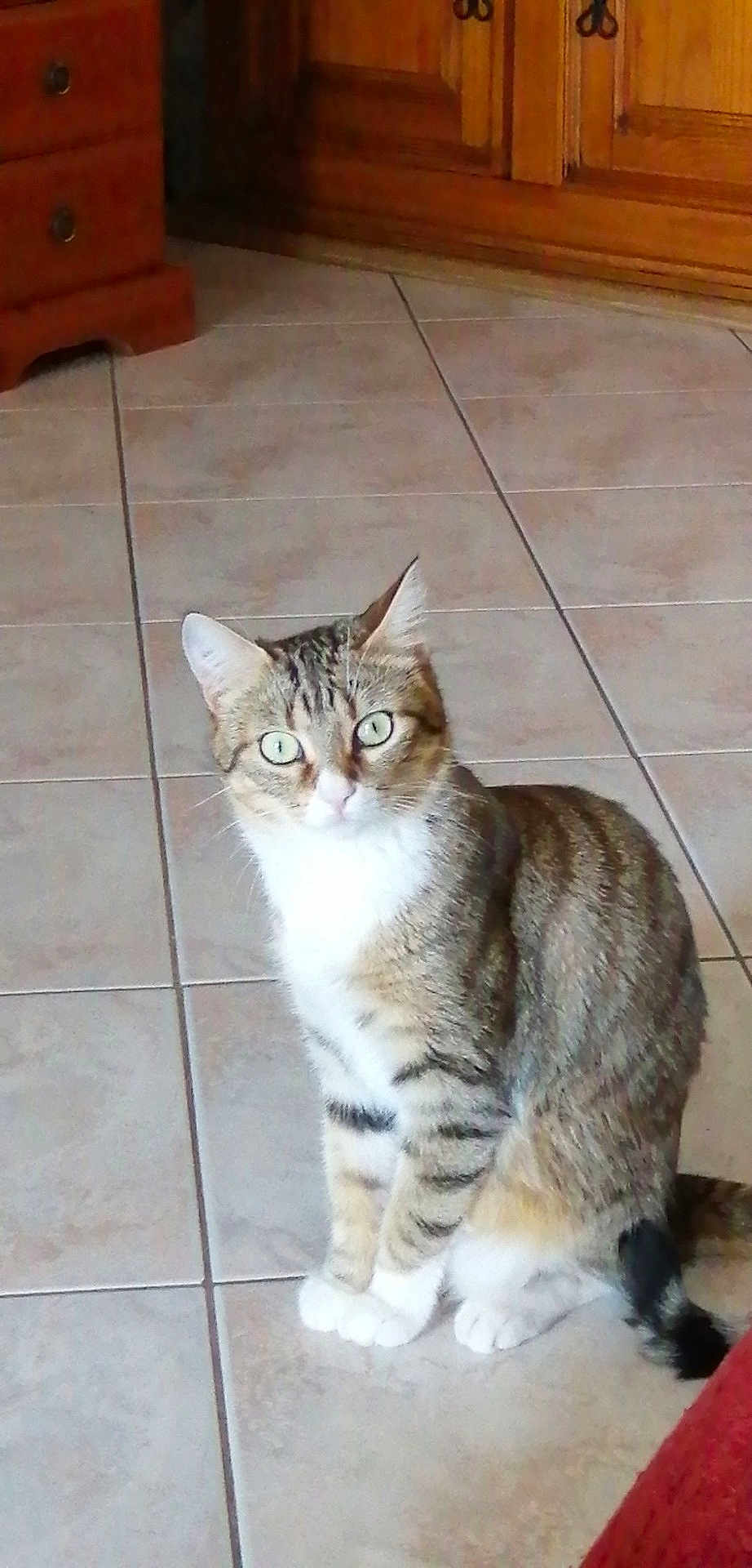 Flipette a rejoint le concours — aidez-le/la à gagner de superbes lots ! cat, tabby_cat, pet, indoor, floor, tile_floor, wooden_furniture, feline, animal, whiskers, ears, eyes, fur, sitting, alert, domestic_animal, cute, household, mammal, companion_animal