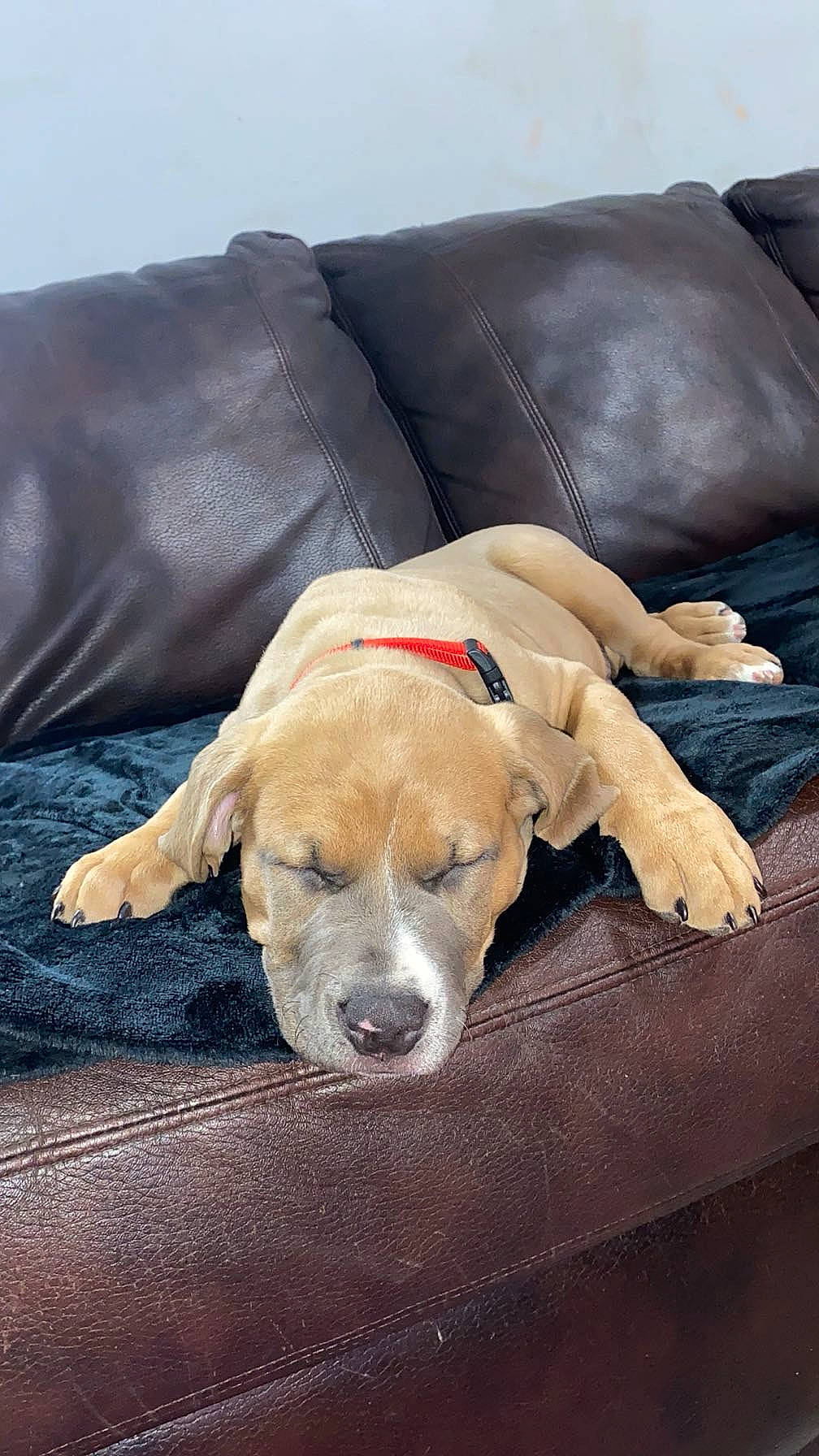 Bolt is registered to the contest to win money with this photo: canidae, carnivore, collar, comfort, companion_dog, couch, dog, dog_breed, dog_supply, fawn, fur, gun_dog, linens, liver, non_sporting_group, pet_supply, sleeper_chair, sporting_group, whiskers, working_animal