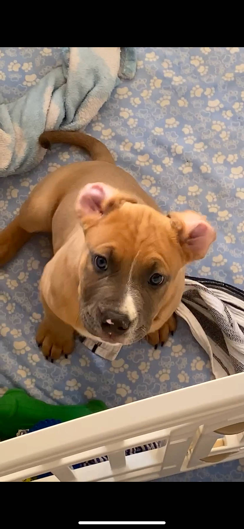 Bolt is registered to the contest to win money with this photo: ancient_dog_breeds, canidae, carnivore, comfort, companion_dog, dog, dog_breed, dog_supply, fawn, non_sporting_group, pet_supply, snout, sporting_group, terrestrial_animal, whiskers, wood, working_animal