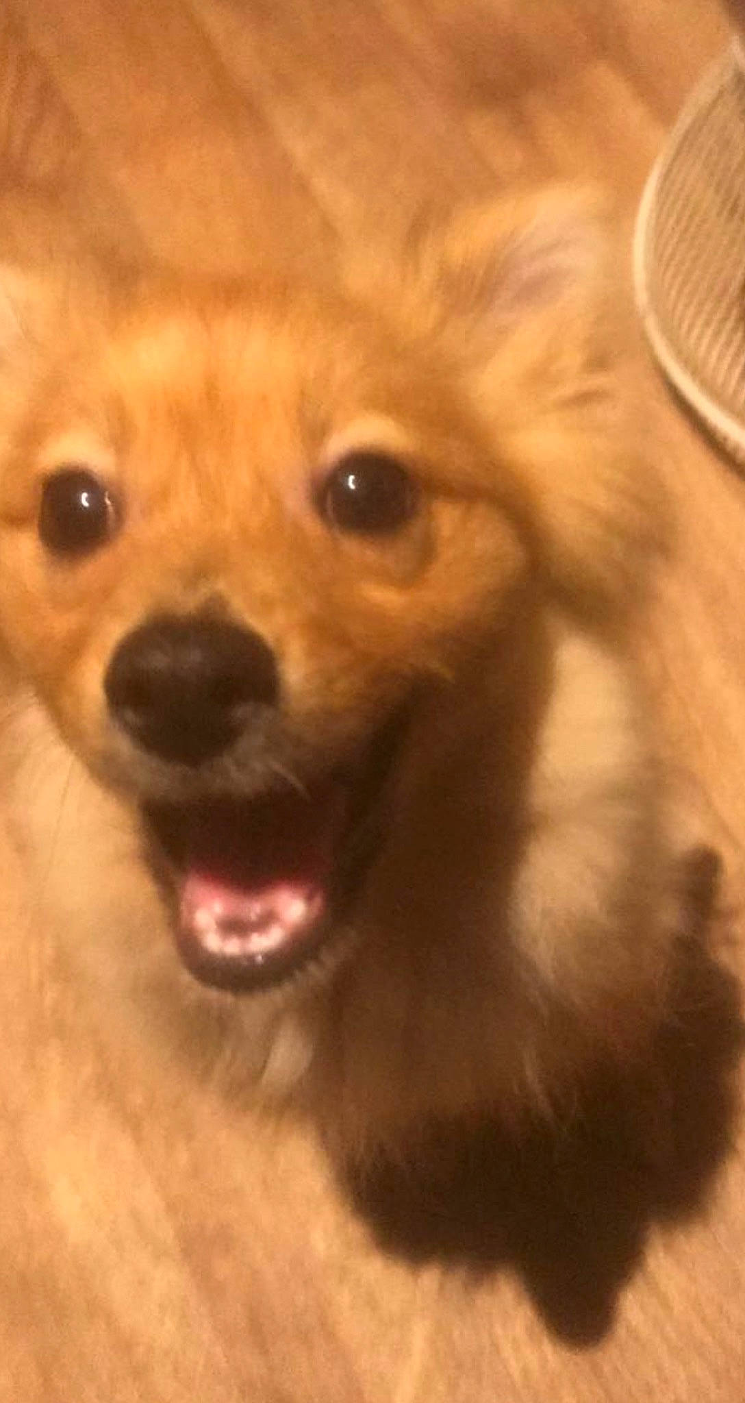 Molly joined the competition — help win amazing prizes! canidae, carnivore, companion_dog, dog, dog_breed, ear, fawn, fur, kitchen_utensil, liver, mechanical_fan, paw, pomeranian, snout, spitz, sporting_group, terrestrial_animal, toy_dog, whiskers, working_animal