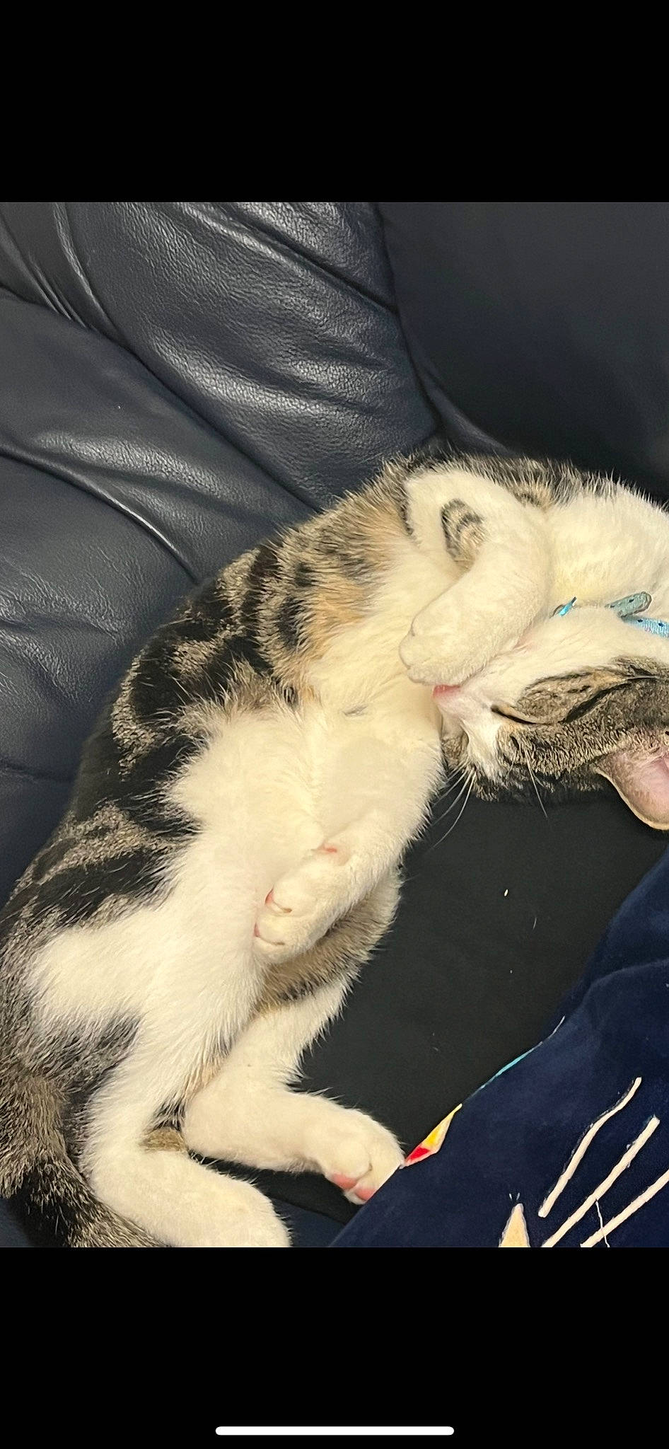 Blu joined the competition — help win amazing prizes! canidae, carnivore, cat, claw, comfort, domestic_short_haired_cat, eye, fang, felidae, foot, fur, human_leg, jaw, lap, nap, paw, small_to_medium_sized_cats, snout, tail, whiskers