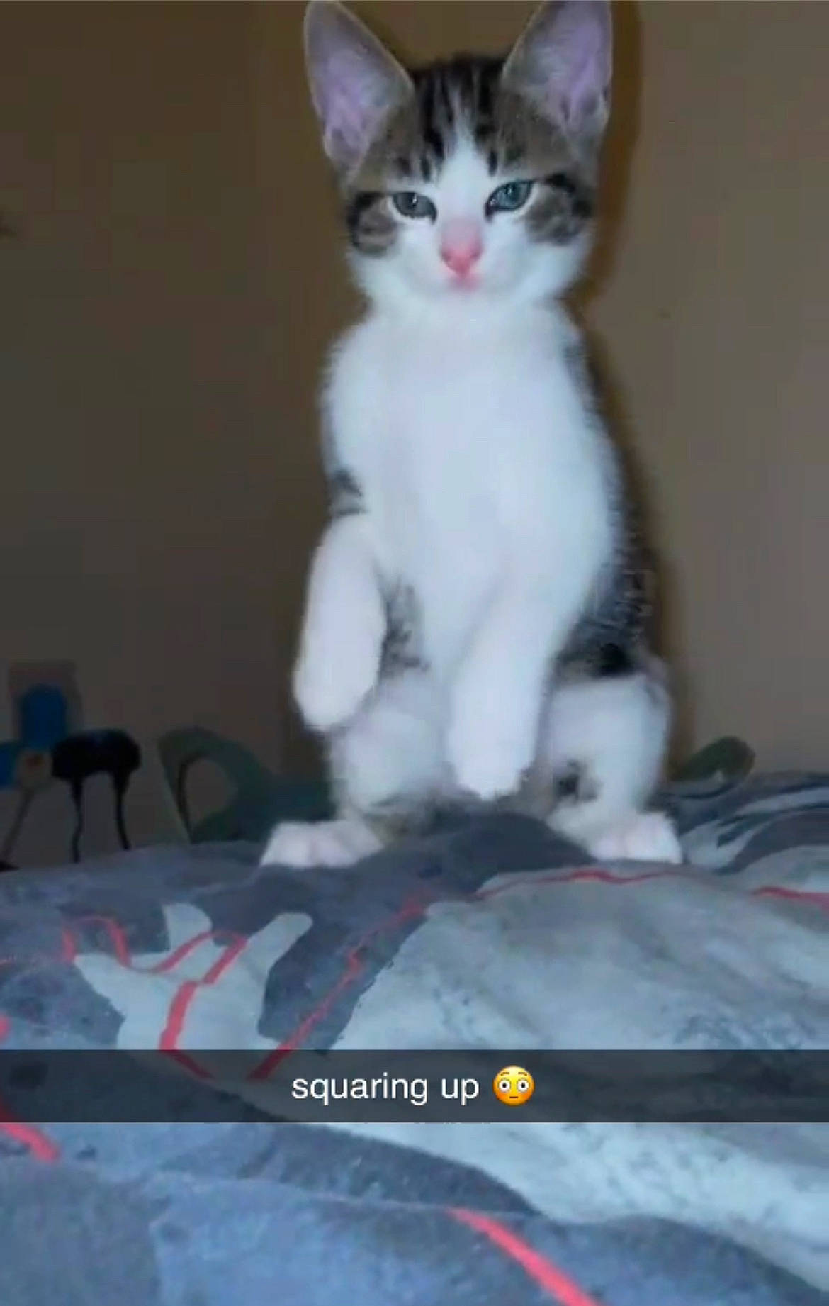 Blu joined the competition — help win amazing prizes! carnivore, cat, claw, domestic_short_haired_cat, eye, felidae, fur, paw, photo_caption, sitting, small_to_medium_sized_cats, snout, tail, whiskers