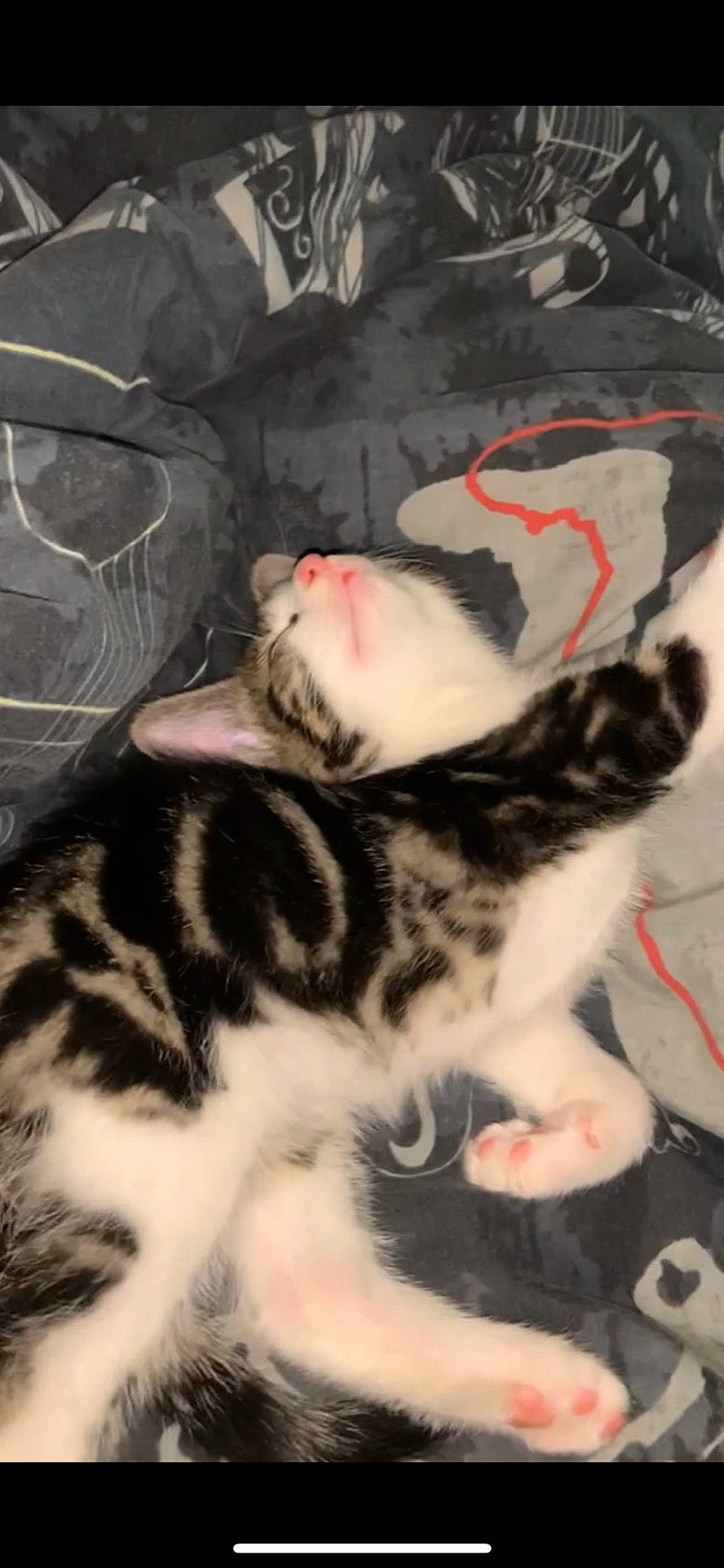 Blu joined the competition — help win amazing prizes! canidae, carnivore, cat, claw, comfort, companion_dog, dog_breed, domestic_short_haired_cat, fawn, felidae, foot, fur, mammal, paw, small_to_medium_sized_cats, sporting_group, tail, terrestrial_animal, vertebrate, whiskers