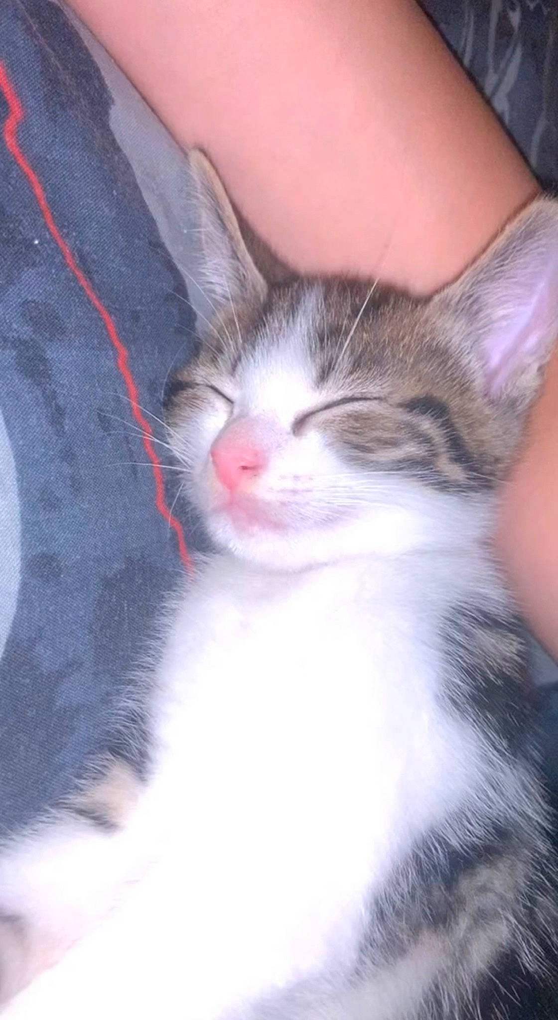 Blu joined the competition — help win amazing prizes! carnivore, cat, claw, cloud, comfort, domestic_short_haired_cat, ear, eye, felidae, fur, lap, nose, paw, plant, sky, small_to_medium_sized_cats, snout, tail, tree, whiskers