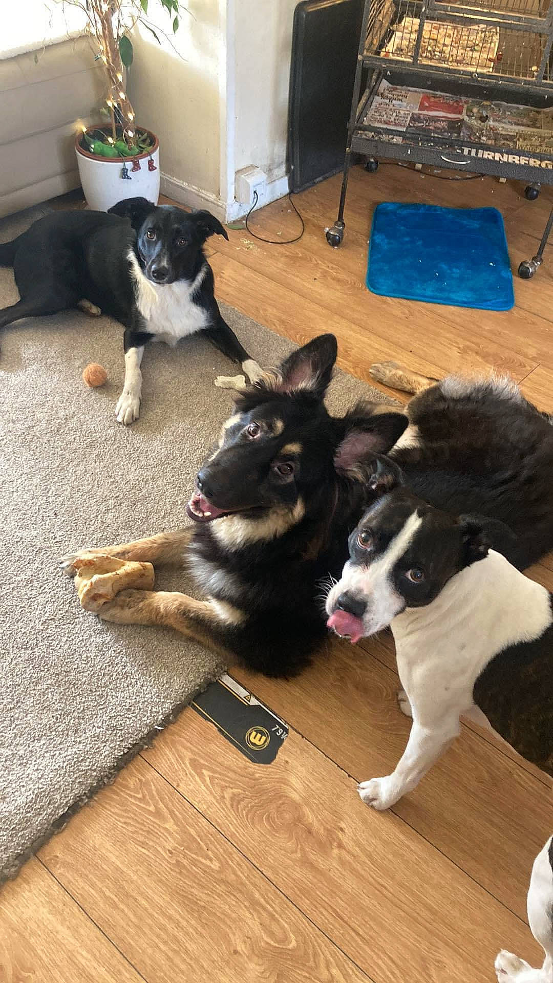 Ginnis is registered to the contest to win money with this photo: canidae, carnivore, collar, companion_dog, dog, dog_breed, fawn, floor, flooring, fur, hardwood, herding_dog, laminate_flooring, snout, sporting_group, tail, wood, wood_flooring, working_animal, working_dog