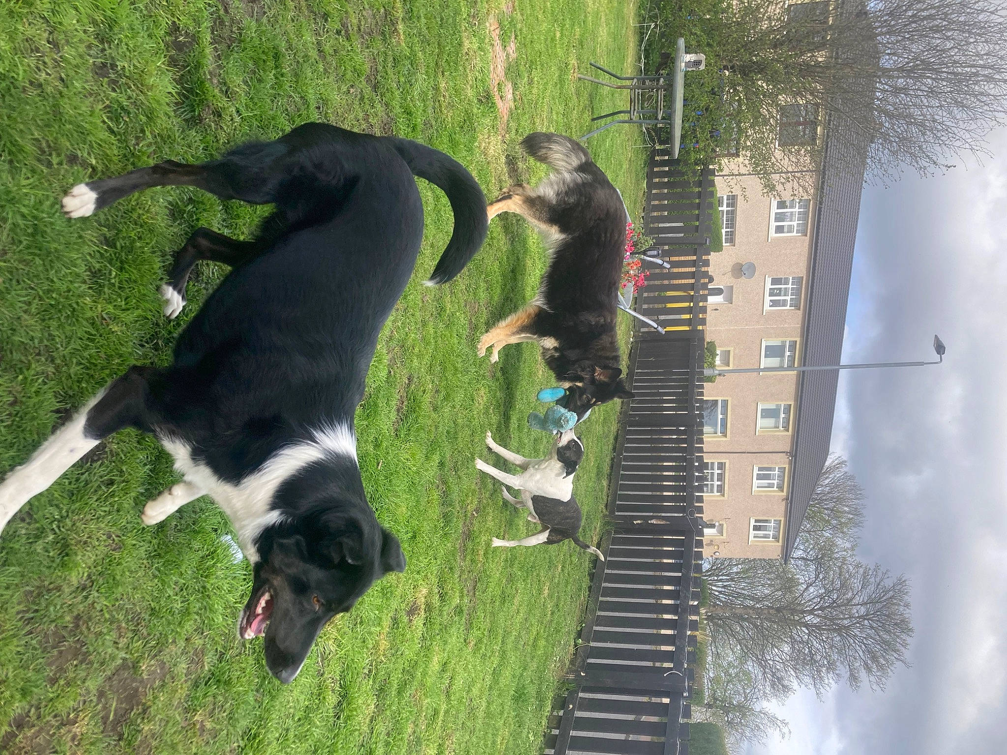 Ginnis is registered to the contest to win money with this photo: canidae, carnivore, cloud, companion_dog, dog, dog_breed, grass, green, guard_dog, gun_dog, leisure, plant, shadow, sky, sporting_group, tail, tree, urban_design, working_dog