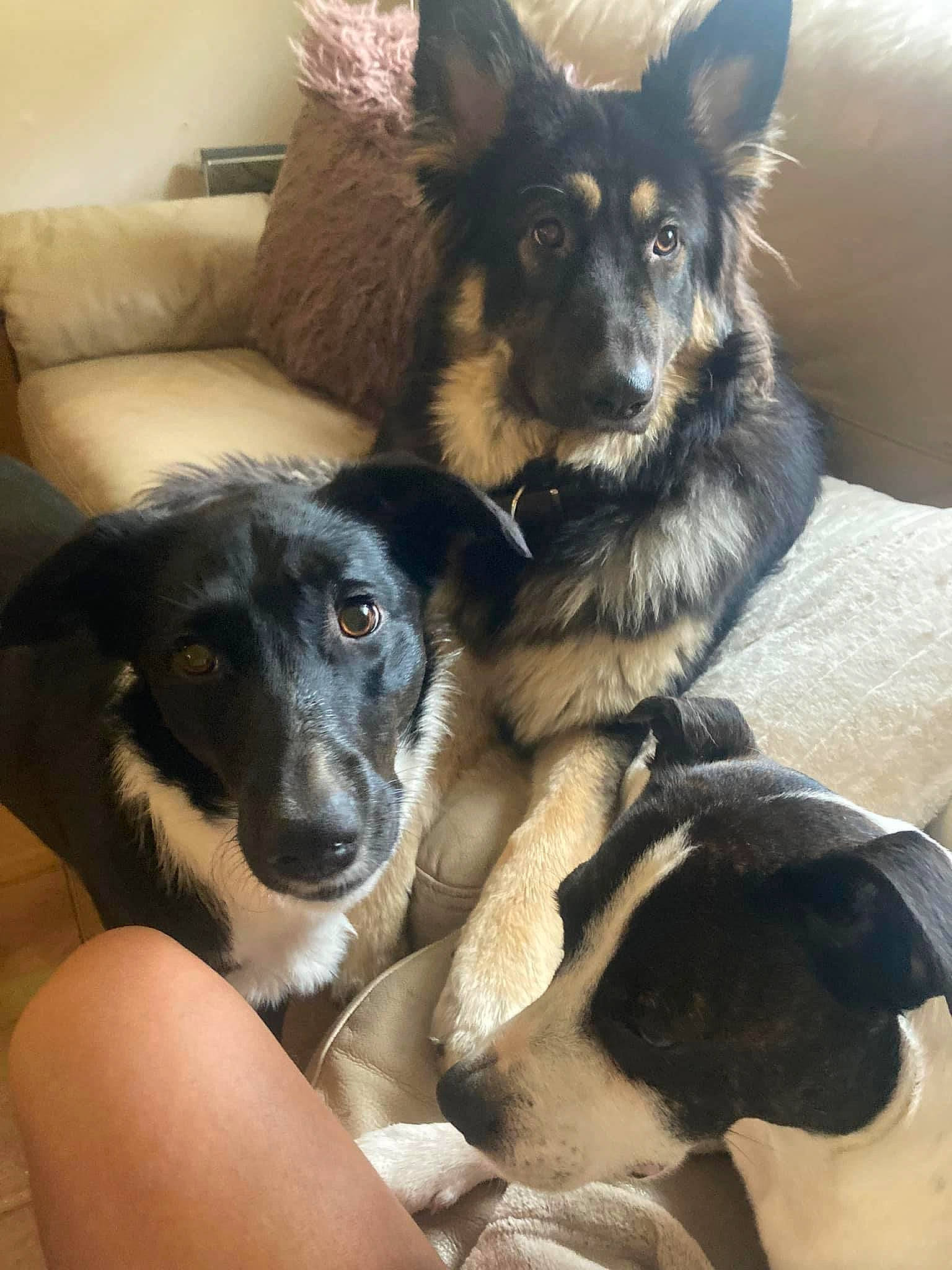 Ginnis joined the competition — help win amazing prizes! canidae, carnivore, comfort, companion_dog, couch, dog, dog_breed, dog_supply, fur, herding_dog, snout, sporting_group, terrestrial_animal, working_animal, working_dog