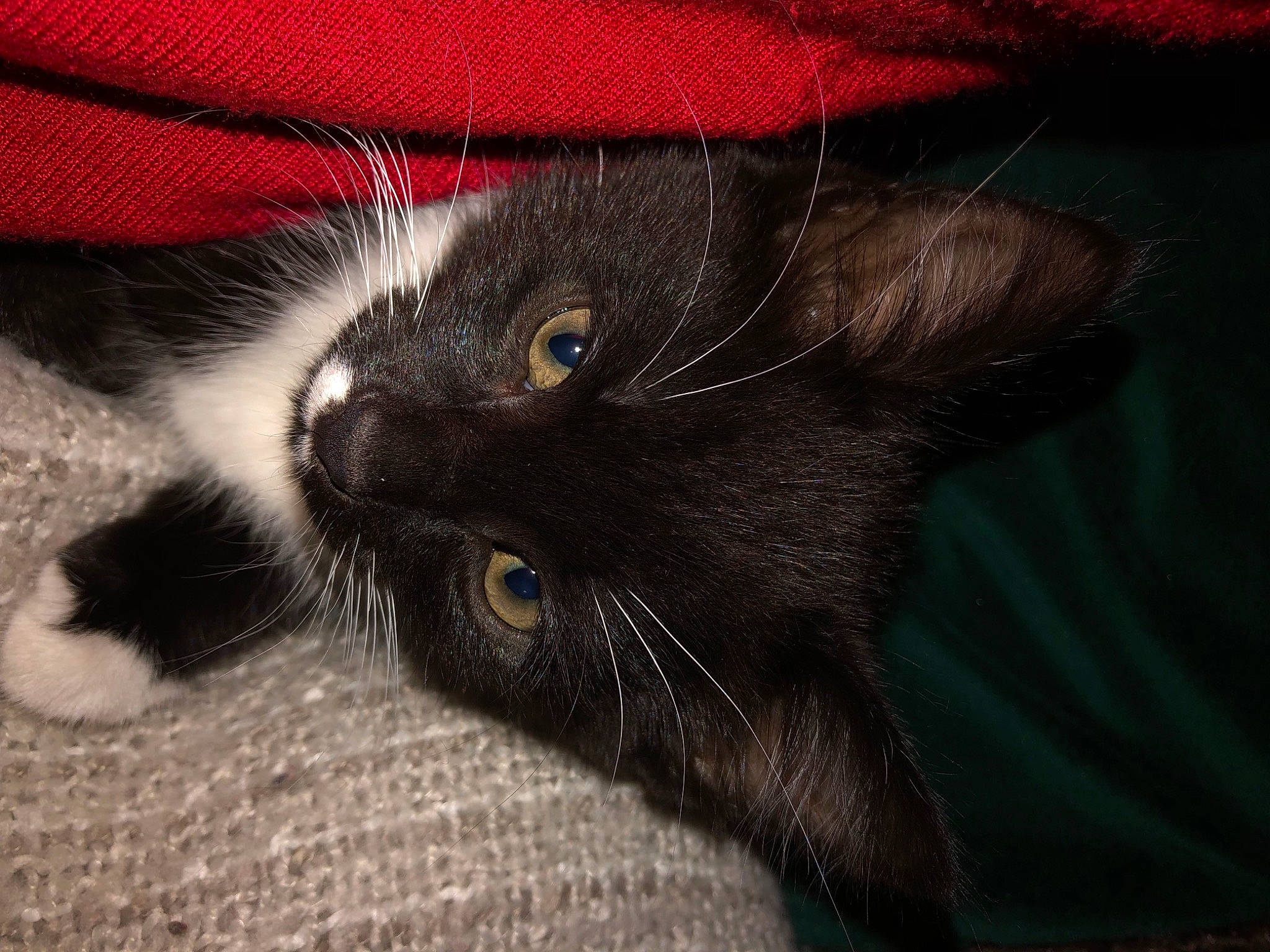 Babooshka joined the competition — help win amazing prizes! black_cat, carnivore, cat, claw, comfort, domestic_short_haired_cat, electric_blue, felidae, fur, head, paw, small_to_medium_sized_cats, snout, tail, terrestrial_animal, whiskers