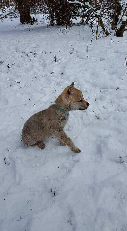 Toundra a rejoint le concours — aidez-le/la à gagner de superbes lots ! canidae, carnivore, czechoslovakian_wolfdog, dog, dog_breed, fawn, mammal, snow, vertebrate, winter, working_dog