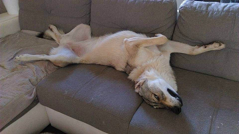 Toundra participe au concours pour gagner de l'argent avec cette photo : canidae, carnivore, companion_dog, dog, dog_breed, fawn, nap, paw, retriever, saluki, silken_windhound, sleep, sporting_group