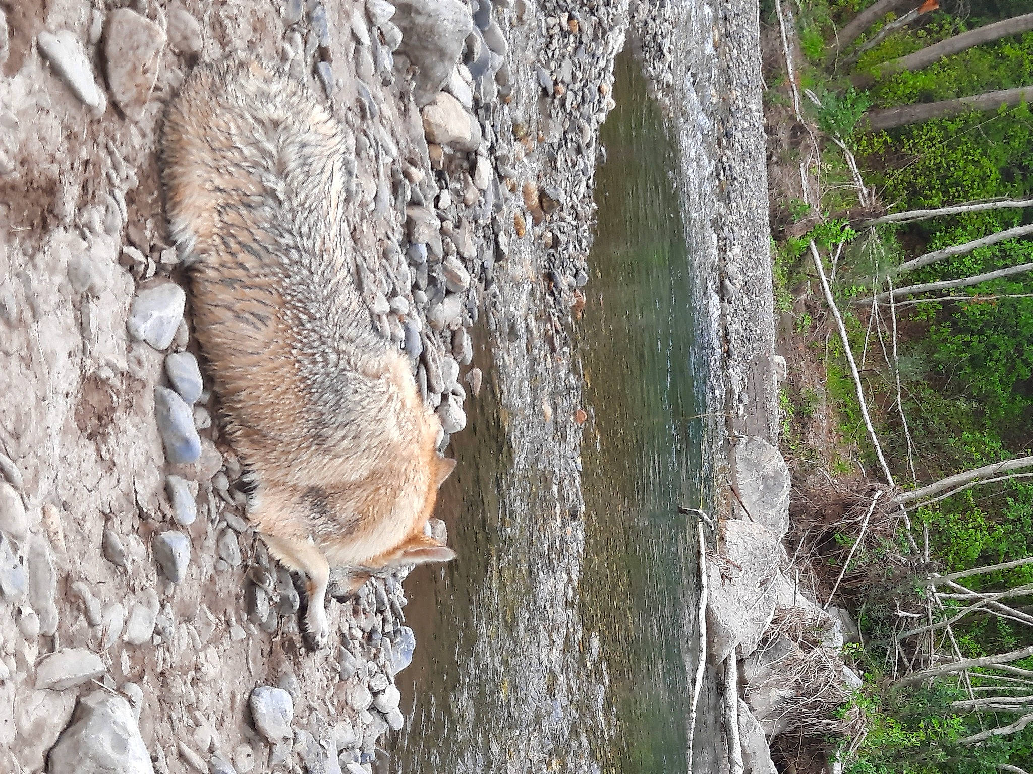 Toundra a rejoint le concours — aidez-le/la à gagner de superbes lots ! adaptation, organism, plant, tree, trunk, wildlife