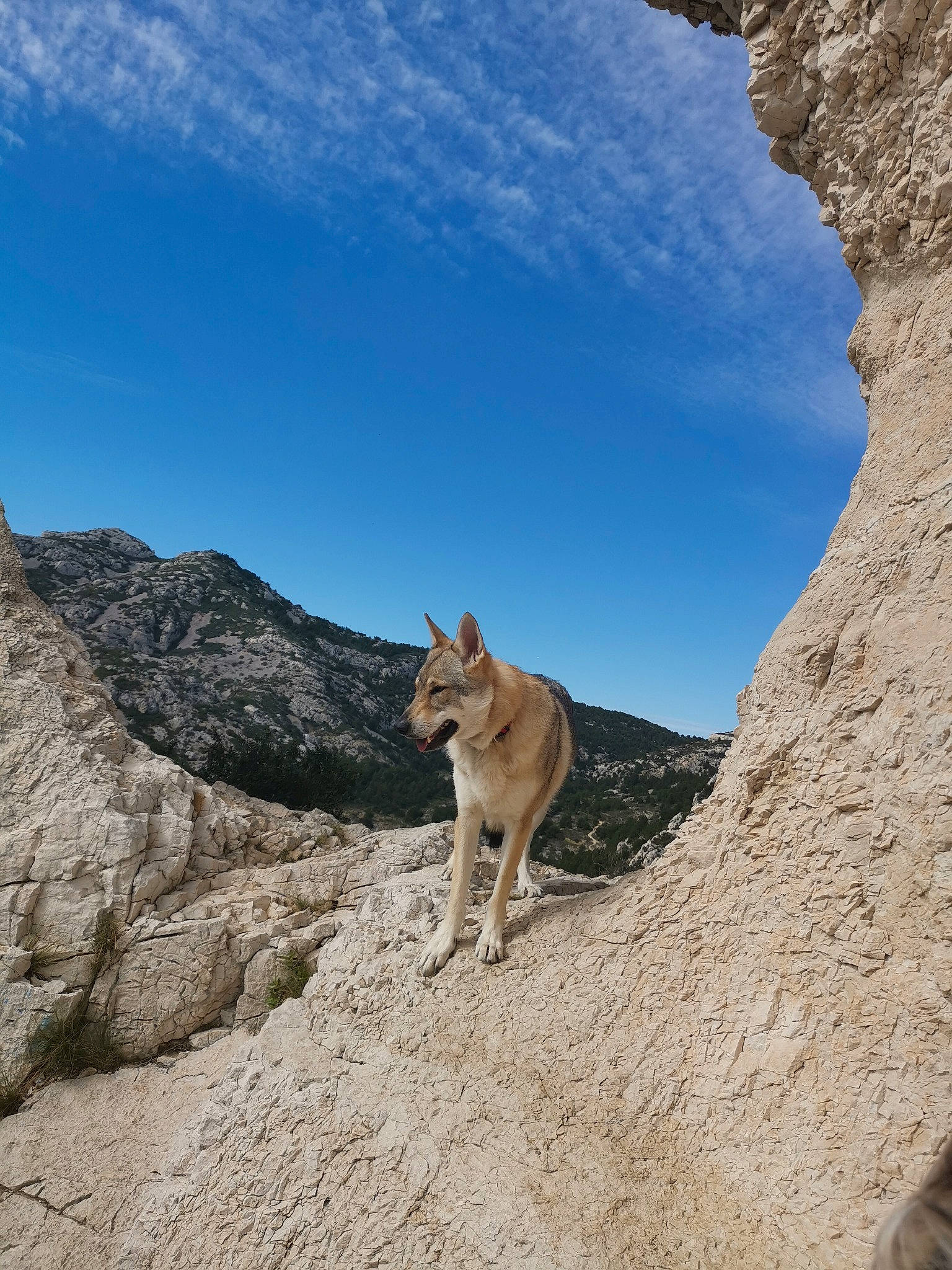 Toundra participe au concours pour gagner de l'argent avec cette photo : adventure, canidae, canis, carnivore, dog, fawn, mountain, non_sporting_group, norwegian_lundehund, rock, sky, vacation, wildlife, wolfdog
