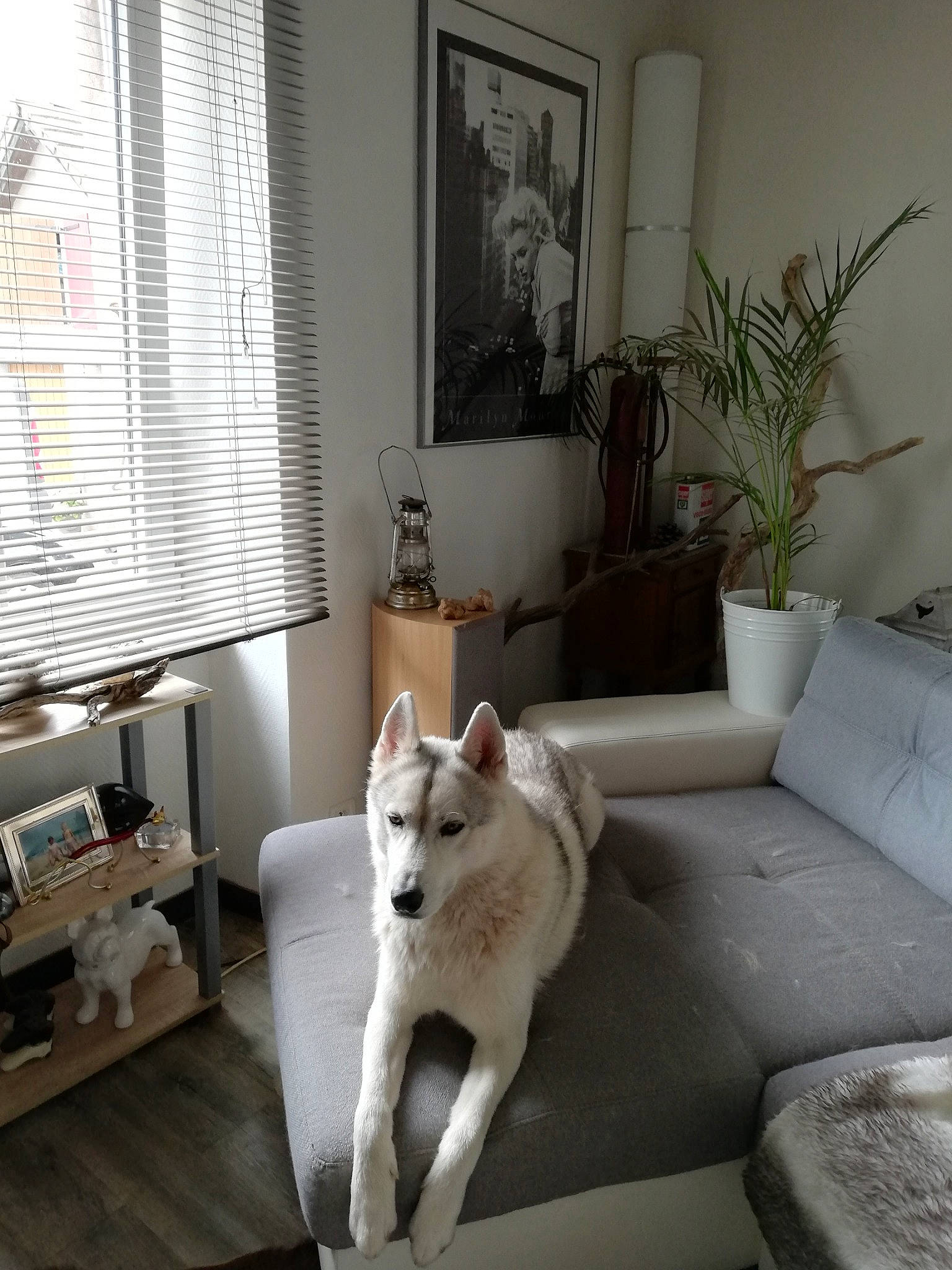 Laïko participe au concours pour gagner de l'argent avec cette photo : akita_inu, berger_blanc_suisse, canaan_dog, canidae, carnivore, dog, dog_breed, house, interior_design, kishu, korean_jindo_dog, mammal, non_sporting_group, norwegian_buhund, room, siberian_husky, tamaskan_dog, white_shepherd, window, wolfdog