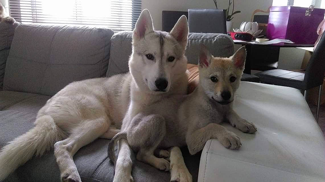 Laïko participe au concours pour gagner de l'argent avec cette photo : ancient_dog_breeds, berger_blanc_suisse, canaan_dog, canidae, carnivore, carolina_dog, dog, dog_breed, indian_spitz, kishu, korean_jindo_dog, labrador_husky, mammal, non_sporting_group, norwegian_buhund, pungsan_dog, rare_breed_dog, vertebrate, white_shepherd, wolfdog