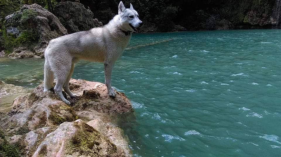Laïko a rejoint le concours — aidez-le/la à gagner de superbes lots ! akita, berger_blanc_suisse, canaan_dog, canidae, canis_lupus_tundrarum, carnivore, czechoslovakian_wolfdog, dog, dog_breed, east_siberian_laika, kintamani, korean_jindo_dog, mammal, northern_inuit_dog, norwegian_buhund, saarloos_wolfdog, tamaskan_dog, vertebrate, white_shepherd, wolfdog