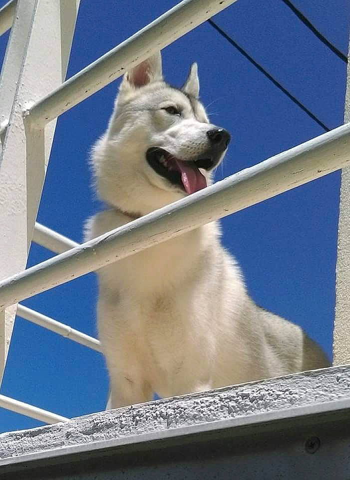 Laïko participe au concours pour gagner de l'argent avec cette photo : berger_blanc_suisse, canaan_dog, canadian_eskimo_dog, canidae, carnivore, dog, dog_breed, greenland_dog, kishu, korean_jindo_dog, mammal, non_sporting_group, norwegian_buhund, seppala_siberian_sleddog, siberian_husky, tamaskan_dog, vertebrate, white_shepherd, wolfdog, working_dog