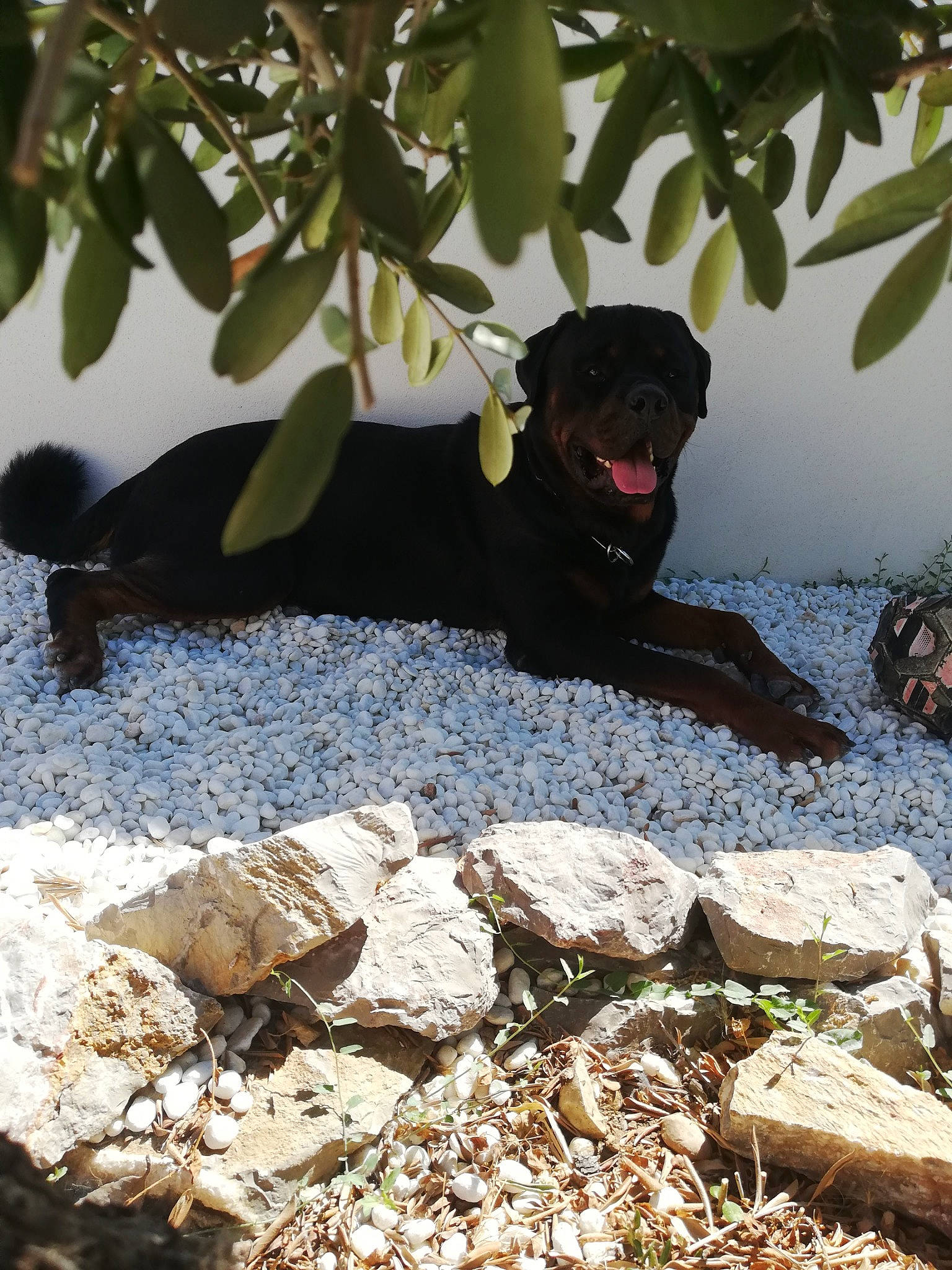 Olympe a rejoint le concours — aidez-le/la à gagner de superbes lots ! canidae, macaque, new_world_monkey, old_world_monkey, plant, primate, rock, sporting_group