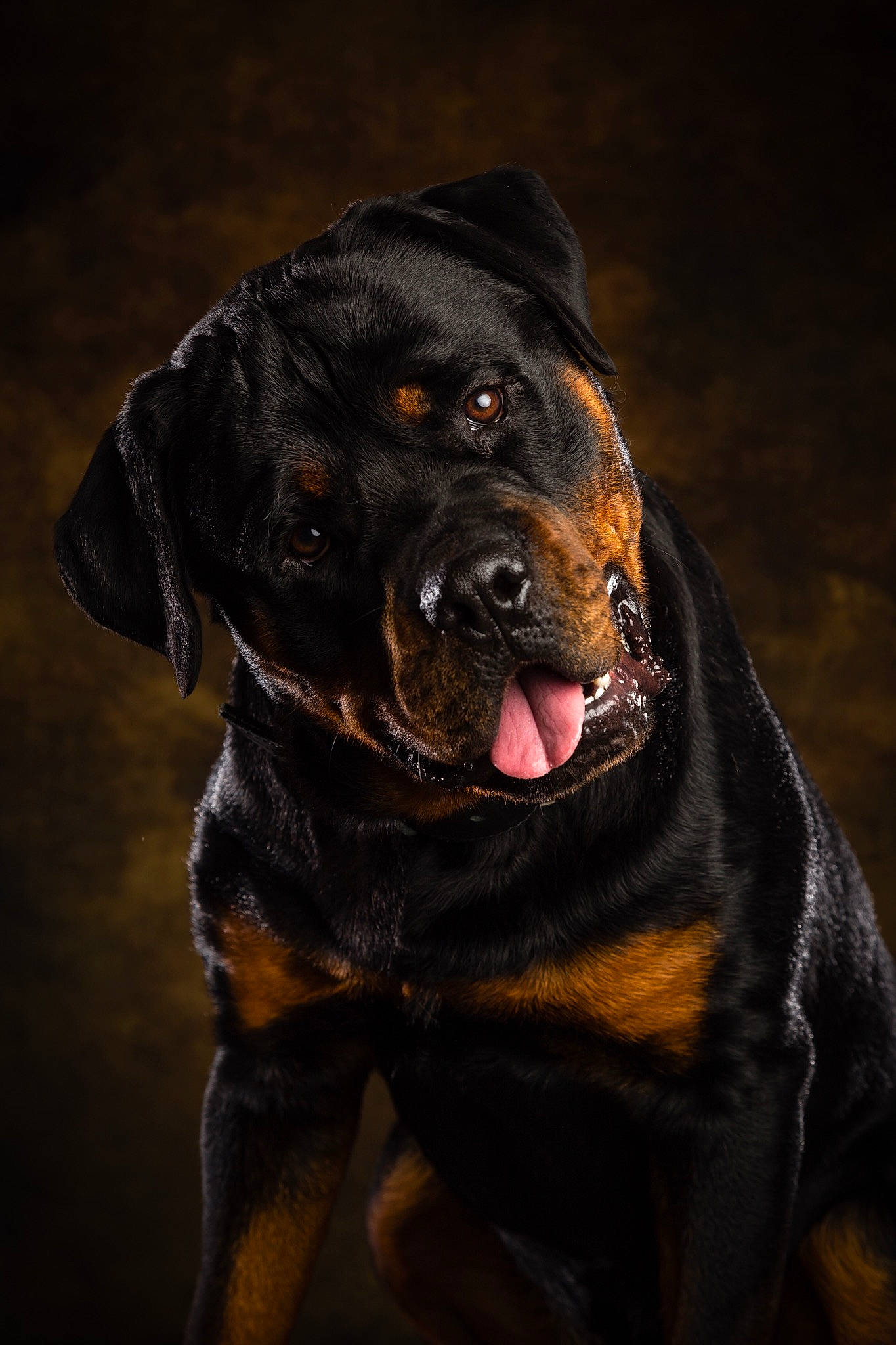 Olympe participe au concours pour gagner de l'argent avec cette photo : austrian_black_and_tan_hound, canidae, carnivore, dog, dog_breed, hunting_dog, mammal, molosser, polish_hunting_dog, rottweiler, snout, sporting_group, vertebrate, whiskers, working_dog