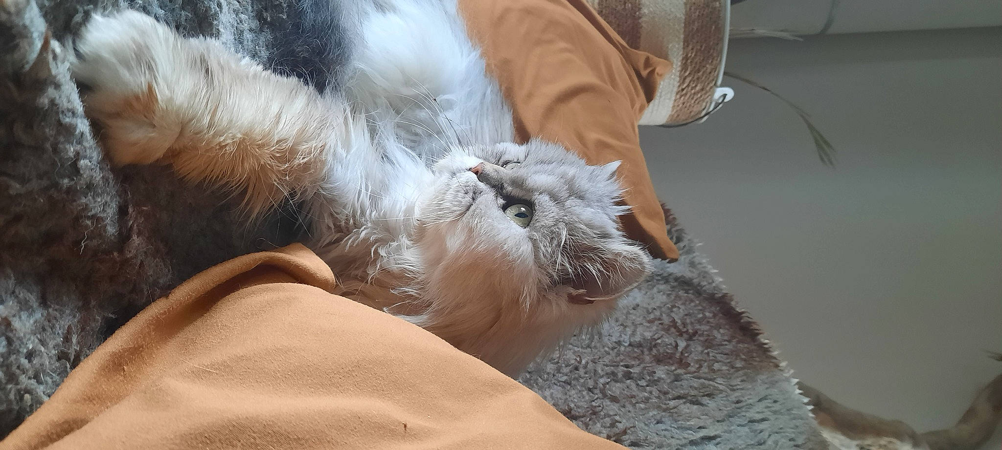 Eliote participe au concours pour gagner de l'argent avec cette photo : birman, canidae, carnivore, cat, chair, claw, comfort, companion_dog, dog_breed, fawn, felidae, fur, grey, nap, paw, small_to_medium_sized_cats, snout, sporting_group, tail, whiskers