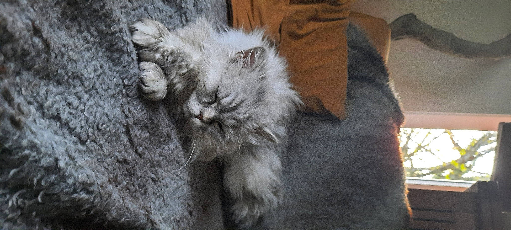 Eliote participe au concours pour gagner de l'argent avec cette photo : british_longhair, canidae, carnivore, cat, claw, comfort, dog_breed, felidae, fur, grey, paw, selkirk_rex, small_to_medium_sized_cats, snout, tail, terrestrial_animal, whiskers