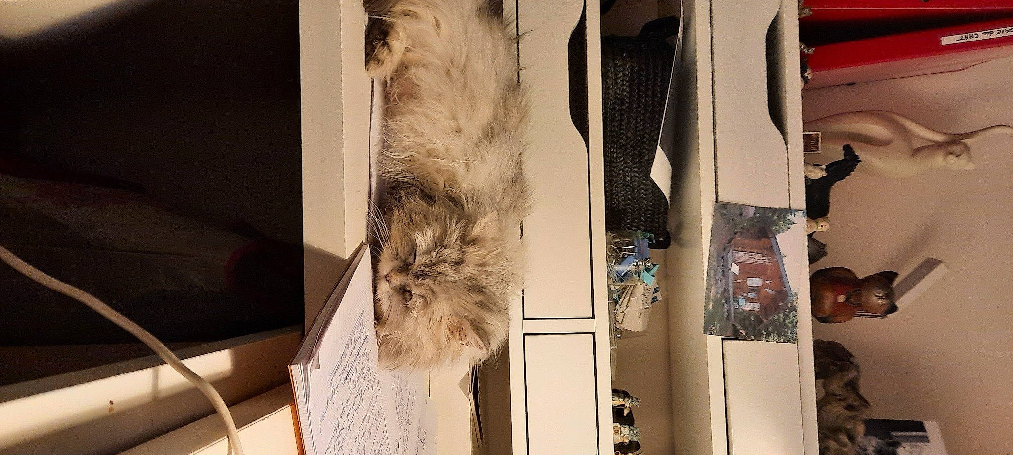 Eliote a rejoint le concours — aidez-le/la à gagner de superbes lots ! art, canidae, carnivore, cat, companion_dog, dog_breed, feather, felidae, fur, room, small_terrier, small_to_medium_sized_cats, sporting_group, textile, visual_arts, whiskers, wood