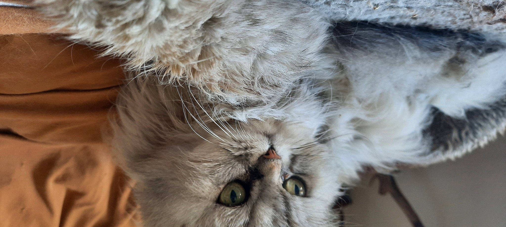 Eliote a rejoint le concours — aidez-le/la à gagner de superbes lots ! carnivore, cat, claw, close_up, domestic_short_haired_cat, ear, felidae, fur, grey, mammal, paw, photography, plant, small_to_medium_sized_cats, snout, tail, terrestrial_animal, whiskers, wildlife