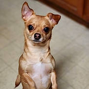 Lil Bit joined the competition — help win amazing prizes! dog, small_dog, tan, ears, standing, hind_legs, floor, tile_floor, indoor, pet, animal, looking, cute, face, eyes, nose, fur, canine, kitchen, cabinet