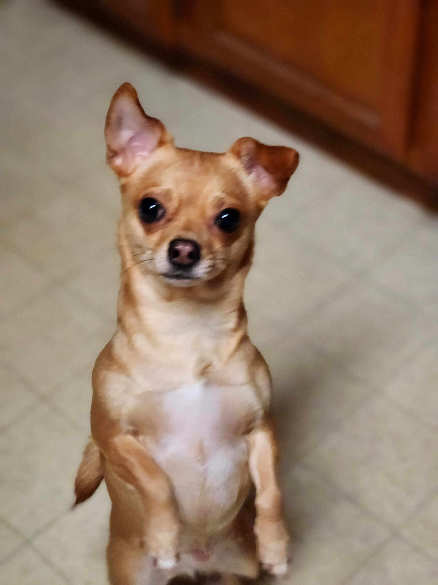 Lil Bit joined the competition — help win amazing prizes! dog, small_dog, tan, ears, standing, hind_legs, floor, tile_floor, indoor, pet, animal, looking, cute, face, eyes, nose, fur, canine, kitchen, cabinet