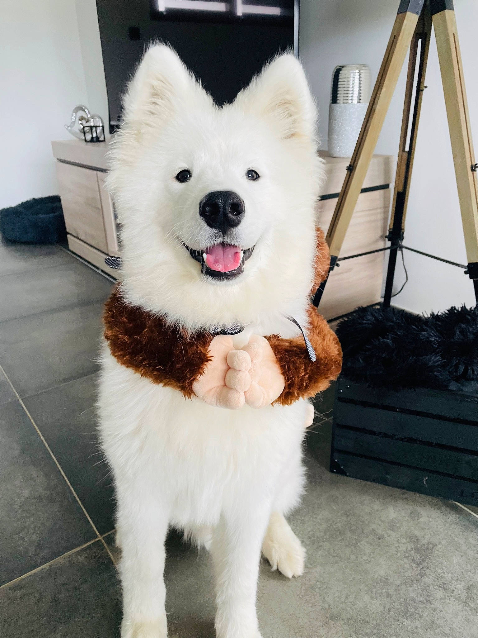 Upsy a rejoint le concours — aidez-le/la à gagner de superbes lots ! ancient_dog_breeds, canidae, carnivore, collar, companion_dog, dog, dog_breed, dog_collar, fashion_accessory, flowerpot, fur, houseplant, japanese_spitz, non_sporting_group, snout, spitz, sporting_group, tail, volpino_italiano, working_animal