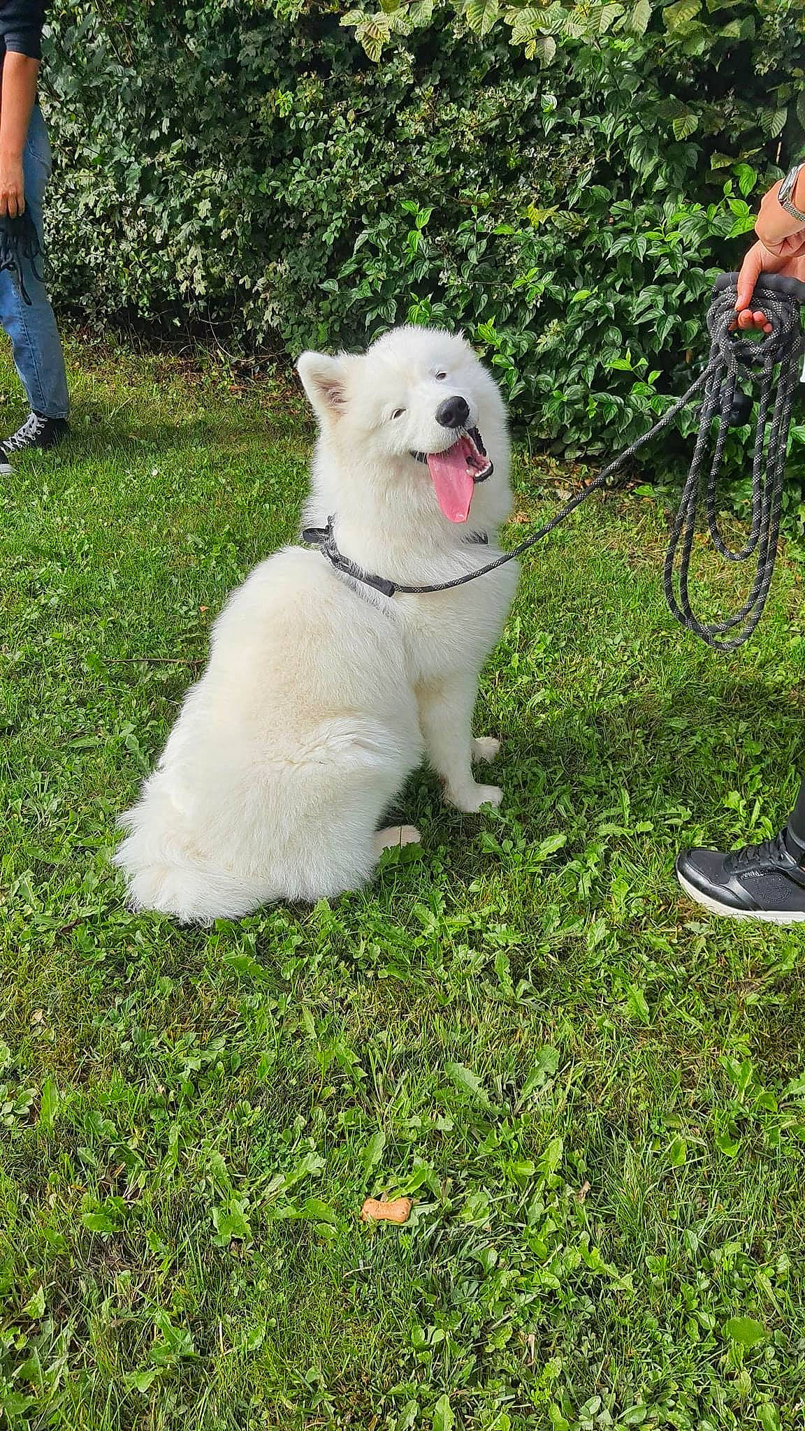 Upsy participe au concours pour gagner de l'argent avec cette photo : canidae, carnivore, collar, companion_dog, dog, dog_breed, dog_collar, dog_supply, fashion_accessory, fawn, garden_hose, grass, kintamani, leash, pet_supply, plant, snout, sporting_group, tail, working_animal