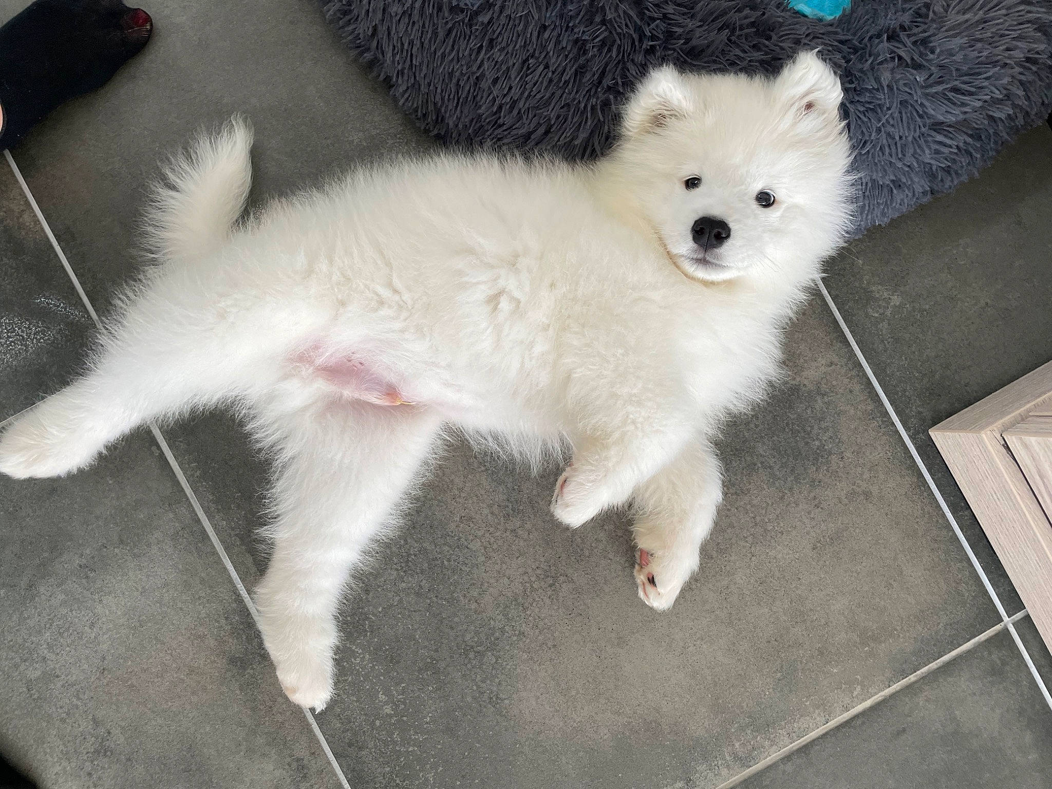 Upsy participe au concours pour gagner de l'argent avec cette photo : american_eskimo_dog, canidae, carnivore, claw, companion_dog, dog, dog_breed, fawn, fur, german_spitz, german_spitz_mittel, samoyed, snout, spitz, sporting_group, tail, terrestrial_animal, volpino_italiano, whiskers, working_animal