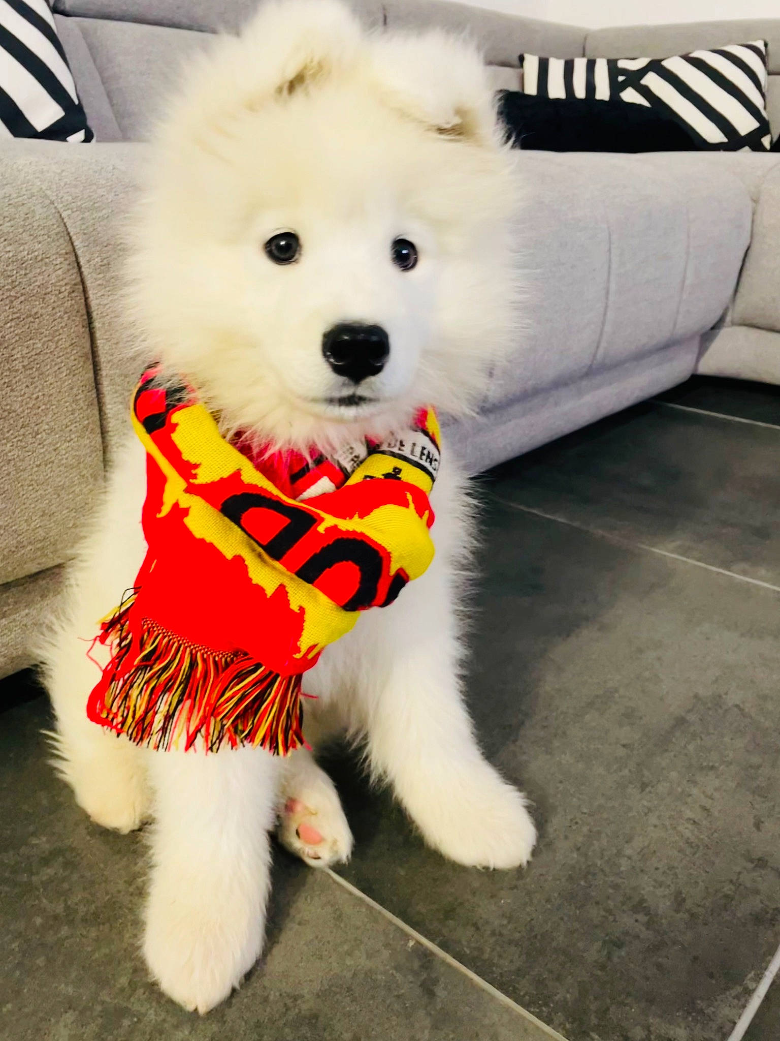 Upsy a rejoint le concours — aidez-le/la à gagner de superbes lots ! canidae, carnivore, collar, companion_dog, dog, dog_breed, dog_clothes, dog_collar, dog_supply, flooring, fur, maltepoo, samoyed, snout, spitz, sporting_group, toy_dog, volpino_italiano, white, working_animal