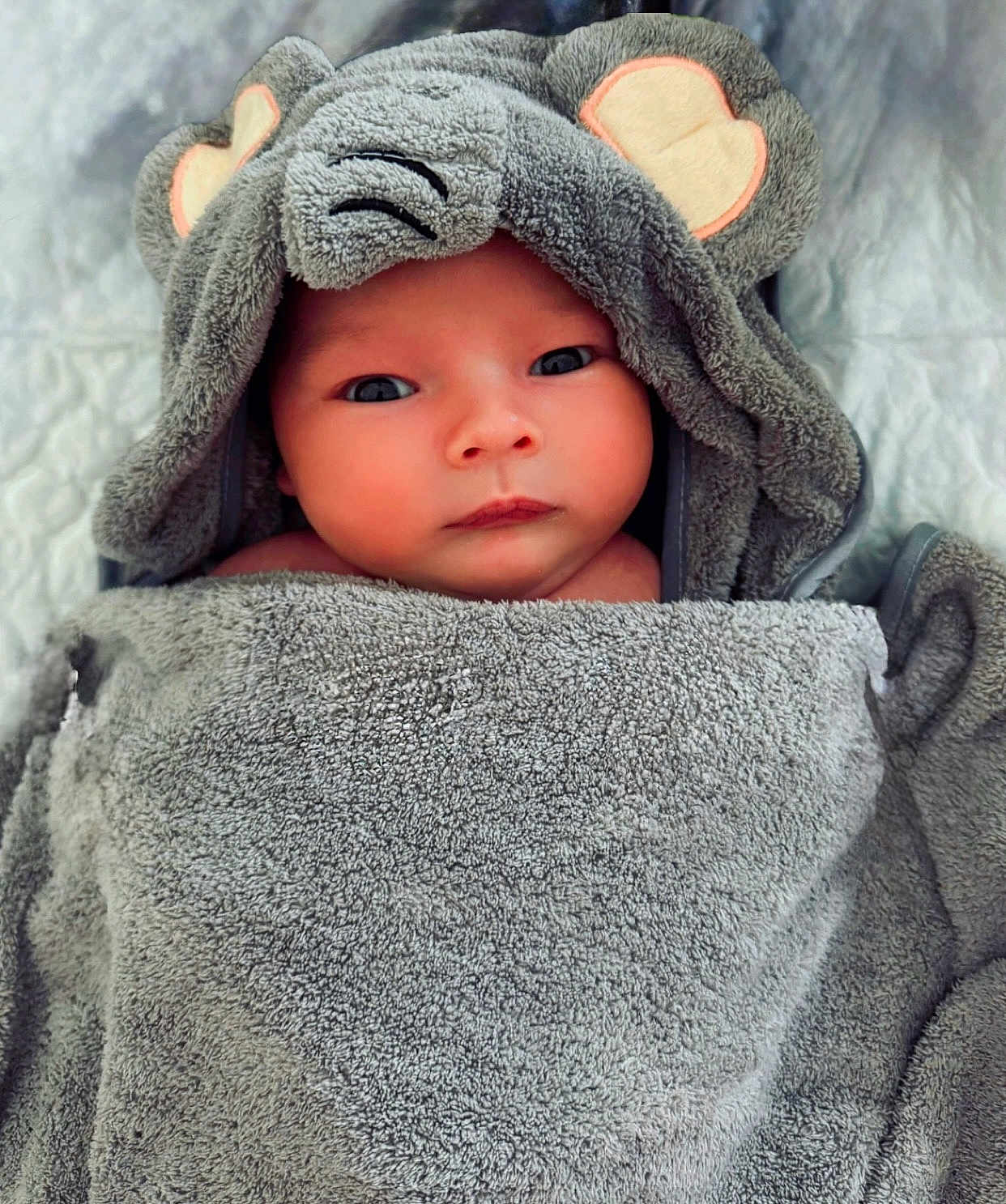 Milo a rejoint le concours — aidez-le/la à gagner de superbes lots ! baby, towel, hood, face, eyes, skin, blanket, cute, infant, child, portrait, soft, gray, ears, wrapped, newborn, expression, lying_down, indoors, warm