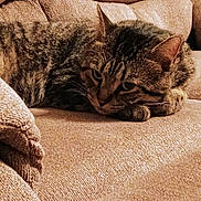Bugz joined the competition — help win amazing prizes! cat, tabby, couch, furniture, indoor, pet, relaxed, resting, animal, fur, whiskers, ears, paws, texture, beige, closeup, comfort, domestic, sleepy, cozy