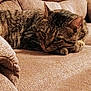 cat, tabby, couch, furniture, indoor, pet, relaxed, resting, animal, fur, whiskers, ears, paws, texture, beige, closeup, comfort, domestic, sleepy, cozy