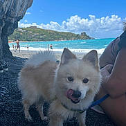 Victor is registered to the contest to win money with this photo: dog, beach, sea, sky, clouds, person, water, sand, rocks, hills, leash, pet, outdoor, nature, summer, vacation, waves, coast, sunny, playful