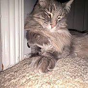 Moonpie is registered to the contest to win money with this photo: cat, gray_cat, fluffy, carpet, indoor, pet, feline, paw, close_up, relaxed, sleepy, whiskers, fur, animal, corner, home, domestic_cat, cute, resting, cozy