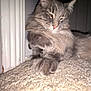 cat, gray_cat, fluffy, carpet, indoor, pet, feline, paw, close_up, relaxed, sleepy, whiskers, fur, animal, corner, home, domestic_cat, cute, resting, cozy
