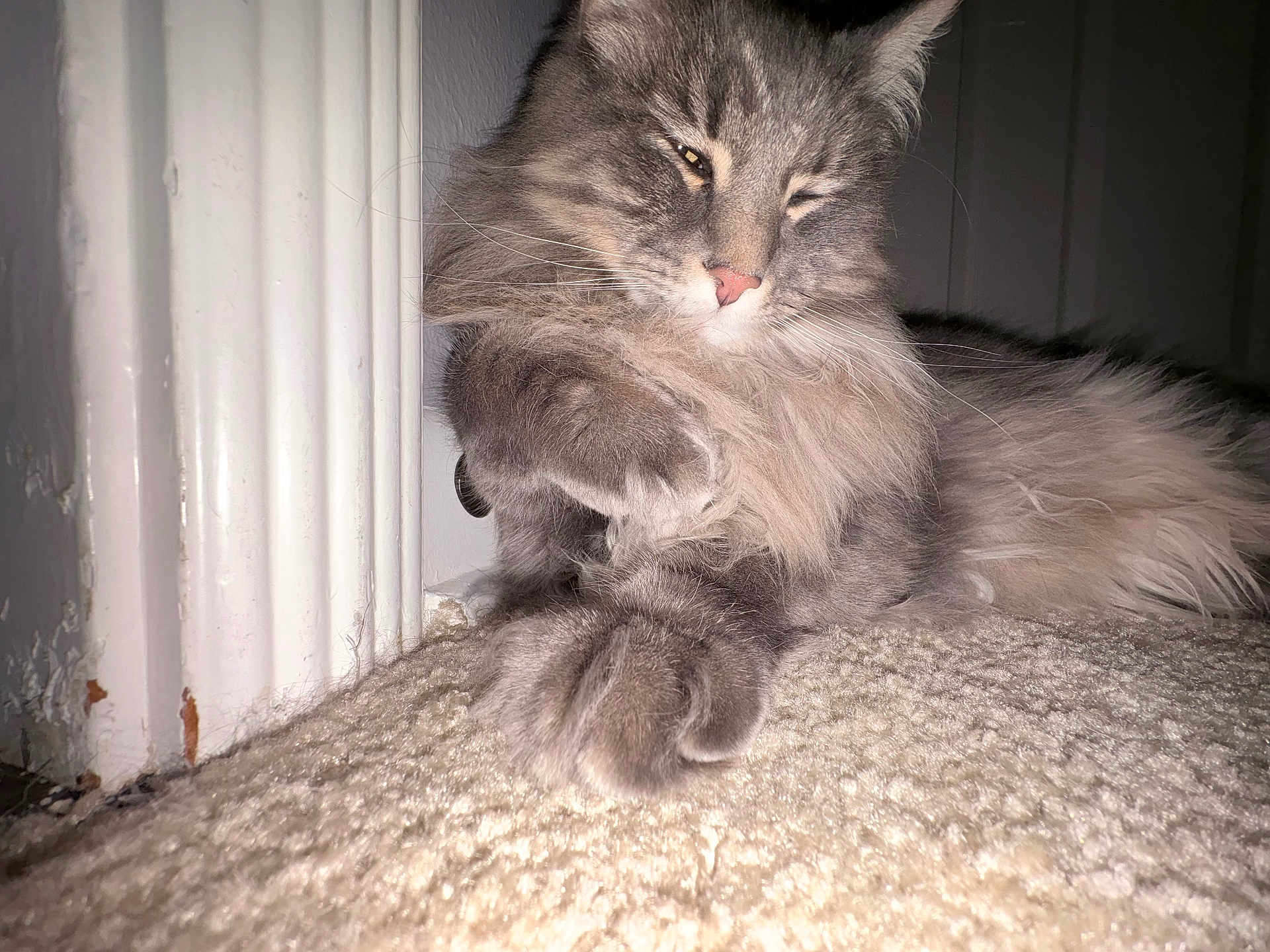 Moonpie is registered to the contest to win money with this photo: cat, gray_cat, fluffy, carpet, indoor, pet, feline, paw, close_up, relaxed, sleepy, whiskers, fur, animal, corner, home, domestic_cat, cute, resting, cozy