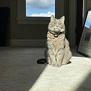 Lila joined the competition — help win amazing prizes! cat, gray_cat, indoor, sunlight, carpet, window, clouds, shadow, framed_picture, animal, pet, feline, collar, relaxed, sitting, home, daylight, cozy, quiet, domestic