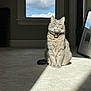 cat, gray_cat, indoor, sunlight, carpet, window, clouds, shadow, framed_picture, animal, pet, feline, collar, relaxed, sitting, home, daylight, cozy, quiet, domestic