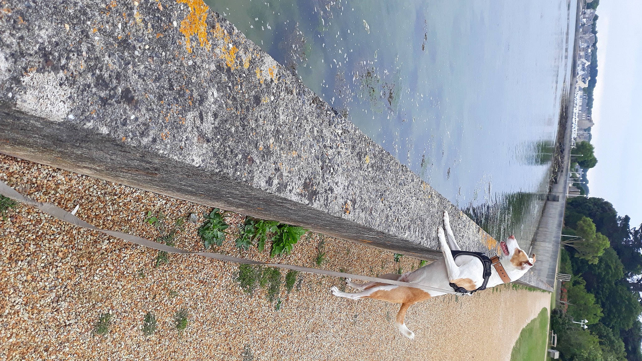 Snoopy a rejoint le concours — aidez-le/la à gagner de superbes lots ! asphalt, building, concrete, facade, grass, landscape, plant, reflection, road_surface, roof, shadow, sidewalk, slope, soil, tail, tree, wall, water, wire, wood