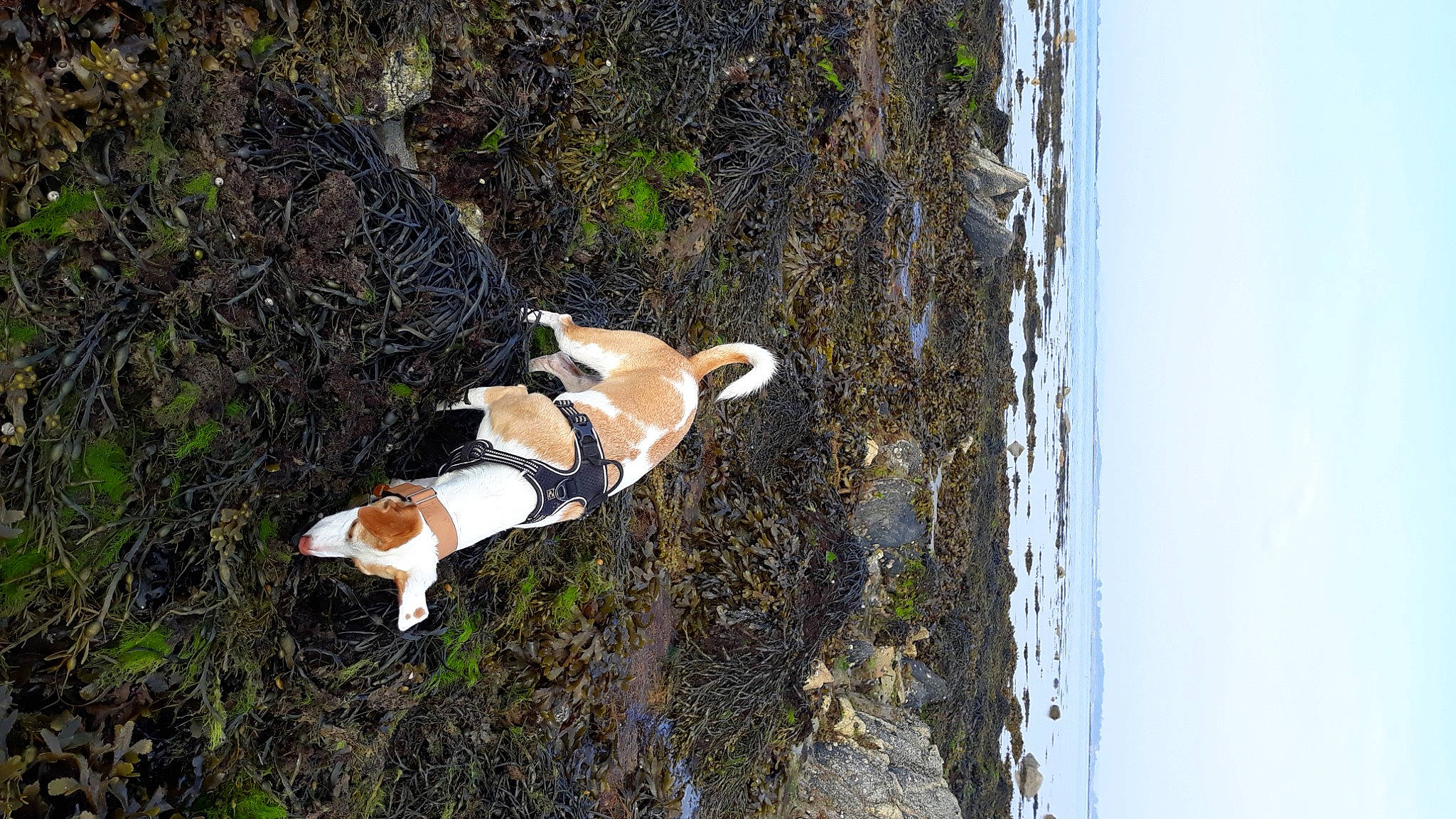 Snoopy a rejoint le concours — aidez-le/la à gagner de superbes lots ! canidae, carnivore, companion_dog, dog, dog_breed, fawn, grass, hound, hunting_dog, non_sporting_group, plant, scent_hound, sky, sporting_group, tail, tree, trunk, wildlife, wood