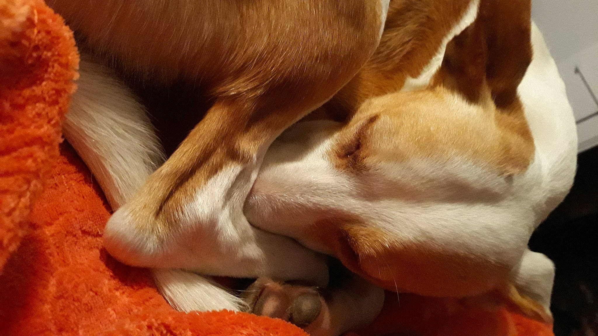 Snoopy a rejoint le concours — aidez-le/la à gagner de superbes lots ! canidae, carnivore, close_up, comfort, companion_dog, dog, dog_breed, ear, fawn, fur, human_leg, leg, liver, snout, sporting_group, tail, terrestrial_animal, whiskers, wood, working_animal