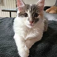 Miracle a rejoint le concours — aidez-le/la à gagner de superbes lots ! kitten, cat, animal, pet, white, gray, fluffy, fur, whiskers, bed, blanket, indoor, resting, cute, young, napping, background, feline, closeup, relaxed