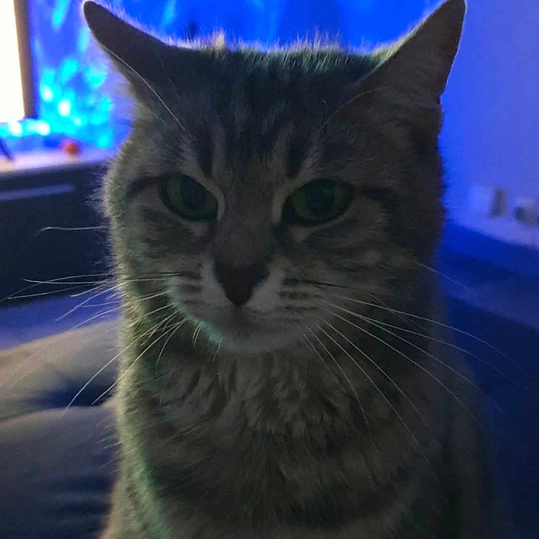 Lili a rejoint le concours — aidez-le/la à gagner de superbes lots ! animal, blue_light, calm, cat, closeup, cozy, cute, domestic, ears, feline, fur, indoor, mystery, night, pet, portrait, shadow, sitting, tabby, whiskers